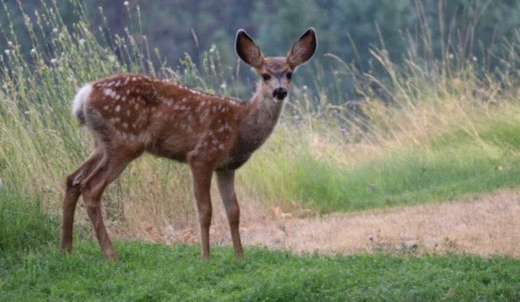 Michigan Hunters Gear Up for Firearm Deer Season Amid Post-Storm Challenges and Conservation Efforts