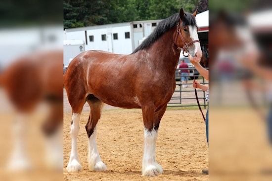 Milton Equestrian Committee to Consider Exception for Oversized Fences for Clydesdale Horses
