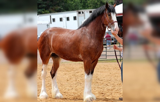 Milton Equestrian Committee to Consider Exception for Oversized Fences for Clydesdale Horses