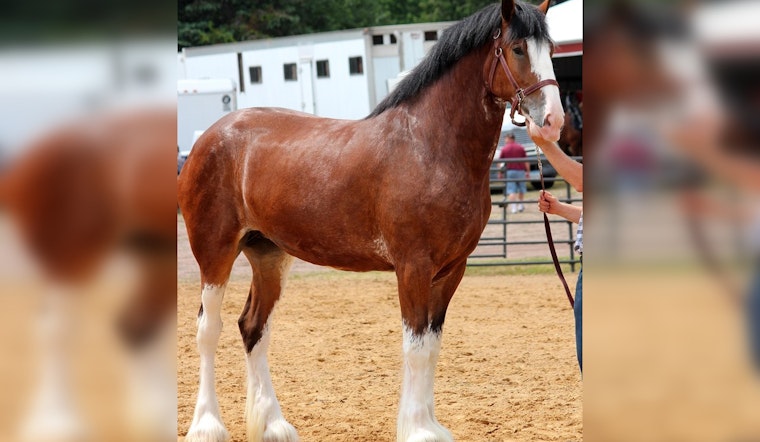 Milton Equestrian Committee to Consider Exception for Oversized Fences for Clydesdale Horses