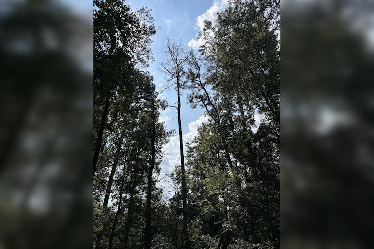 Milton's Bell Memorial Park to Begin Felling Beetle-Infested Trees for Public Safety