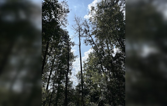 Milton's Bell Memorial Park to Begin Felling Beetle-Infested Trees for Public Safety