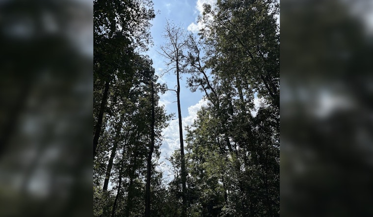 Milton's Bell Memorial Park to Begin Felling Beetle-Infested Trees for Public Safety