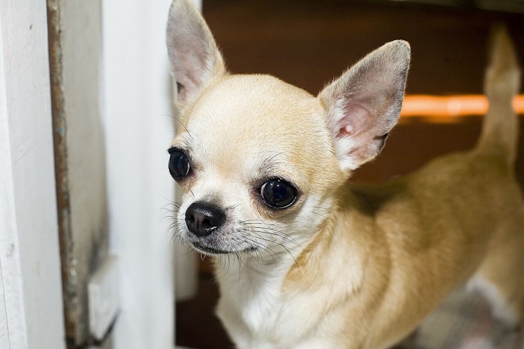 Modesto Community Rallies to Rescue Over 70 Neglected Chihuahuas, Urgent Foster and Aid Requests Go Out