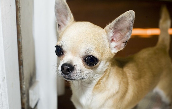 Modesto Community Rallies to Rescue Over 70 Neglected Chihuahuas, Urgent Foster and Aid Requests Go Out