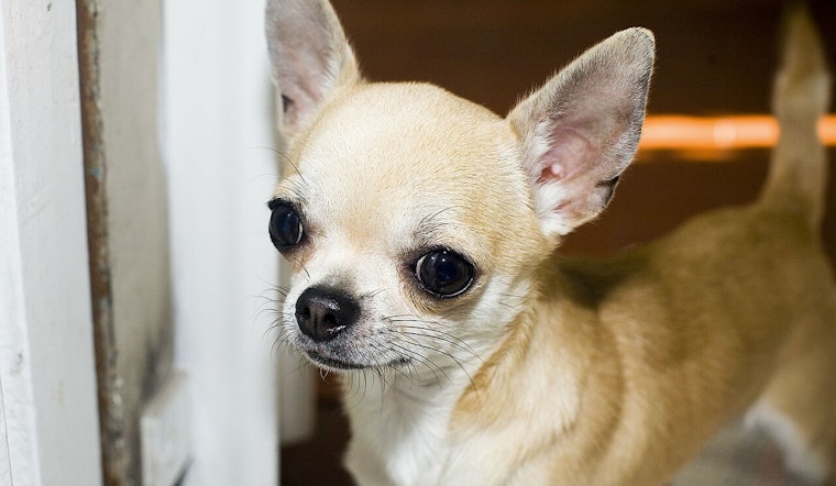 Modesto Community Rallies to Rescue Over 70 Neglected Chihuahuas, Urgent Foster and Aid Requests Go Out