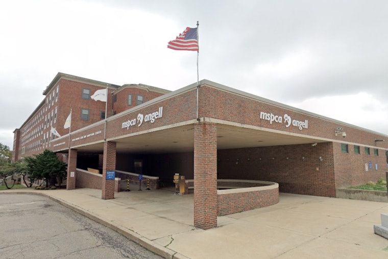 MSPCA-Angell Hosts "Pay-What-You-Can" Adoptathon Amidst Surge in Animal Surrenders in Massachusetts