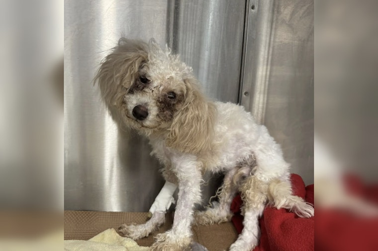 MSPCA-Angell Seeks Public Help to Find Owner of Severely Malnourished Dog Found in Boston's Dorchester Area