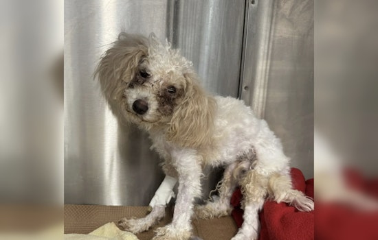 MSPCA-Angell Seeks Public Help to Find Owner of Severely Malnourished Dog Found in Boston's Dorchester Area