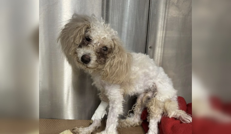 MSPCA-Angell Seeks Public Help to Find Owner of Severely Malnourished Dog Found in Boston's Dorchester Area
