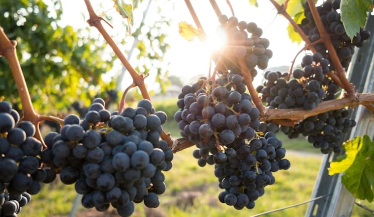Napa Plots Clampdown on Vineyard Tastings Before New State Law Kicks In