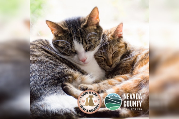 Nevada County Offers Free Cat Spay/Neuter Clinic in Partnership with Animal Save