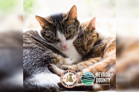Nevada County Offers Free Cat Spay/Neuter Clinic in Partnership with Animal Save