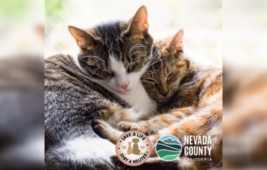 Nevada County Offers Free Cat Spay/Neuter Clinic in Partnership with Animal Save