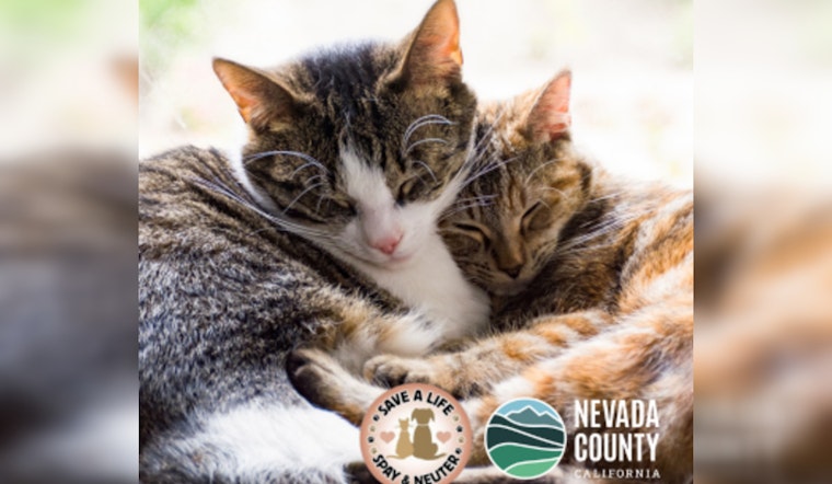 Nevada County Offers Free Cat Spay/Neuter Clinic in Partnership with Animal Save