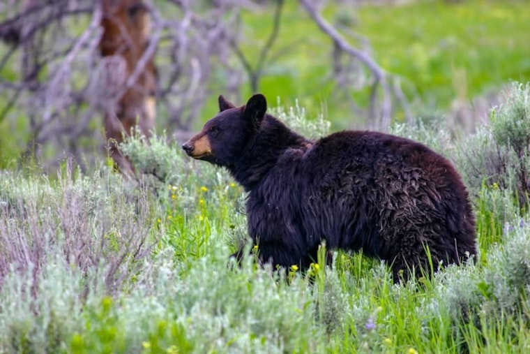 Nevada Wildlife Officials Amplify Bear Safety Education After Seniors Injured in Stateline Home Encounter
