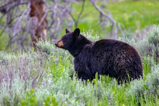 Nevada Wildlife Officials Amplify Bear Safety Education After Seniors Injured in Stateline Home Encounter