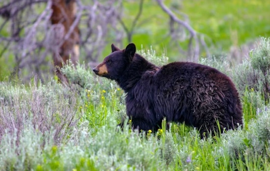 Nevada Wildlife Officials Amplify Bear Safety Education After Seniors Injured in Stateline Home Encounter