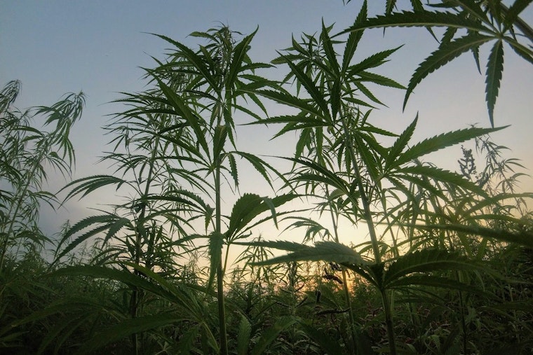 New Federal Hemp Regulations Set to Reshape Oregon's Hemp Industry by 2026