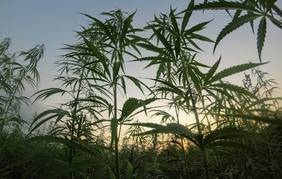 New Federal Hemp Regulations Set to Reshape Oregon's Hemp Industry by 2026