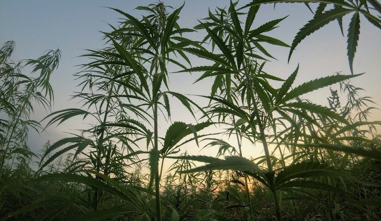 New Federal Hemp Regulations Set to Reshape Oregon's Hemp Industry by 2026