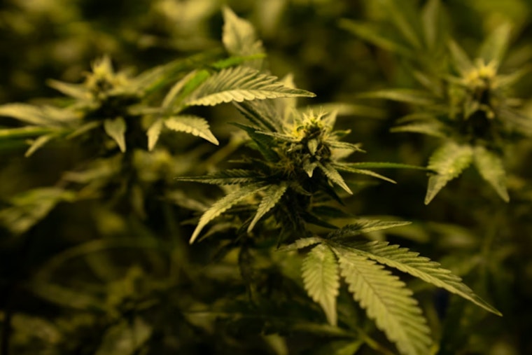 New Federal Spending Bill Provision Tightens Hemp Regulations, Impacts THC Product Sales in Arizona