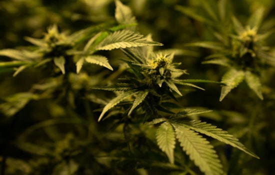 New Federal Spending Bill Provision Tightens Hemp Regulations, Impacts THC Product Sales in Arizona