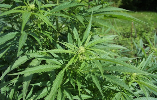 New Florida Bill Proposes Statewide Public Smoking Ban, Aligning Marijuana With Tobacco Restrictions
