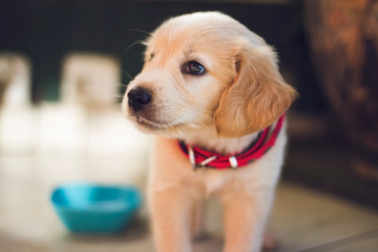 New York City Urges Dog Owners to License Pets Amid Low Compliance Rates