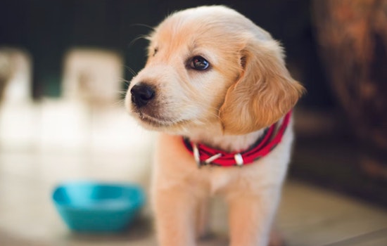 New York City Urges Dog Owners to License Pets Amid Low Compliance Rates