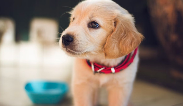 New York City Urges Dog Owners to License Pets Amid Low Compliance Rates