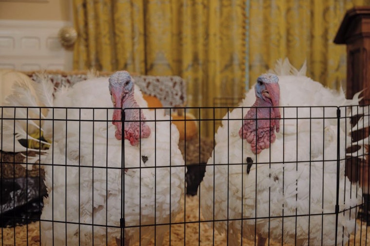 North Carolina Governor Josh Stein Pardons Turkeys Krispy and Kreme in Annual Thanksgiving Tradition