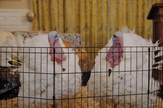 North Carolina Governor Josh Stein Pardons Turkeys Krispy and Kreme in Annual Thanksgiving Tradition