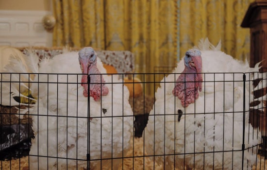 North Carolina Governor Josh Stein Pardons Turkeys Krispy and Kreme in Annual Thanksgiving Tradition