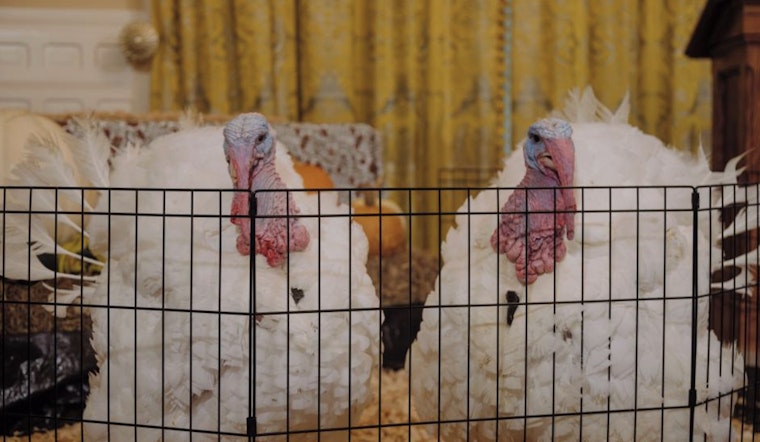 North Carolina Governor Josh Stein Pardons Turkeys Krispy and Kreme in Annual Thanksgiving Tradition