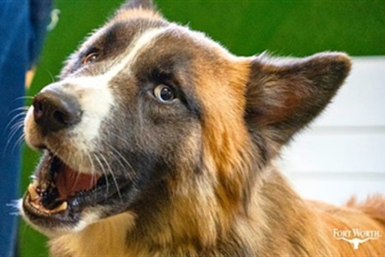 Oakridge School Students in Fort Worth Boost Shelter Dog Adoptions with Professional Photo Shoot
