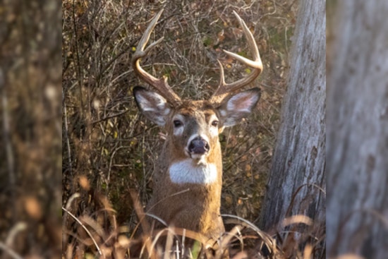 Ohio Bowhunters Take Down Over 46,000 Deer in First Six Weeks of Season