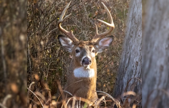 Ohio Bowhunters Take Down Over 46,000 Deer in First Six Weeks of Season
