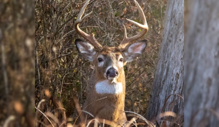 Ohio Bowhunters Take Down Over 46,000 Deer in First Six Weeks of Season