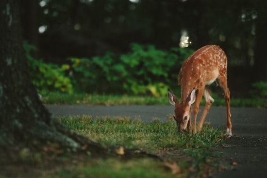 Ohio Drivers Warned of Spike in Deer-Related Crashes During Breeding Season, Officials Urge Caution