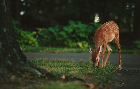 Ohio Drivers Warned of Spike in Deer-Related Crashes During Breeding Season, Officials Urge Caution