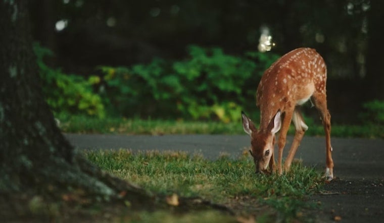 Ohio Drivers Warned of Spike in Deer-Related Crashes During Breeding Season, Officials Urge Caution