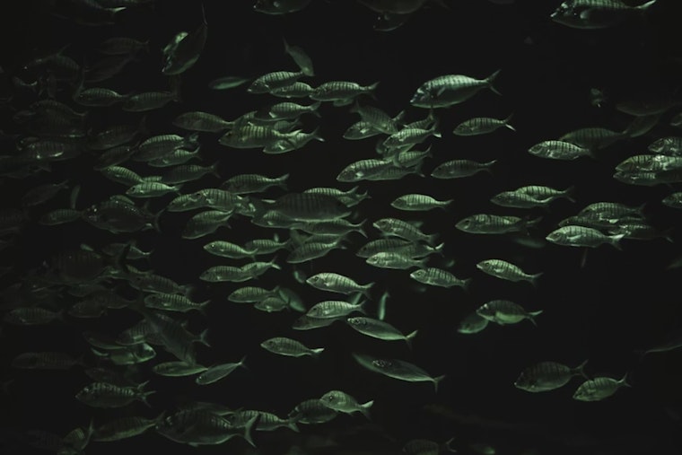 Ohio State University Study Shines Light on the Diverse Evolution of Deep-Sea Fish