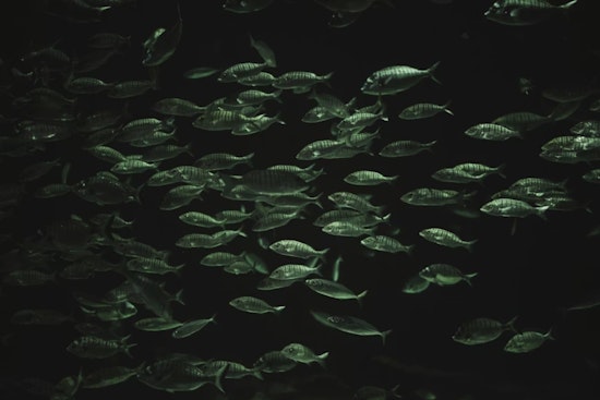 Ohio State University Study Shines Light on the Diverse Evolution of Deep-Sea Fish