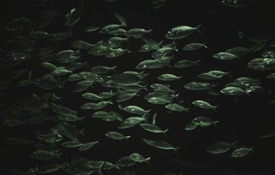 Ohio State University Study Shines Light on the Diverse Evolution of Deep-Sea Fish