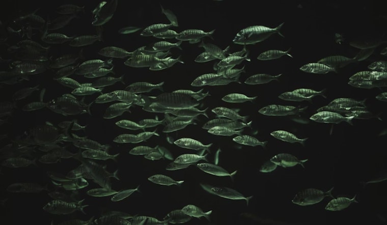 Ohio State University Study Shines Light on the Diverse Evolution of Deep-Sea Fish