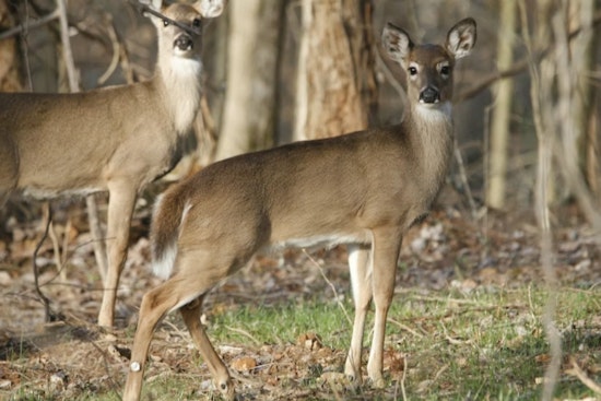 Ohio Wildlife Council Reduces Deer Bag Limits in Response to Disease Outbreak