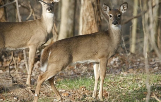 Ohio Wildlife Council Reduces Deer Bag Limits in Response to Disease Outbreak