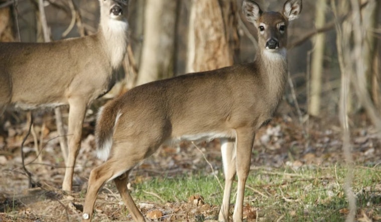 Ohio Wildlife Council Reduces Deer Bag Limits in Response to Disease Outbreak