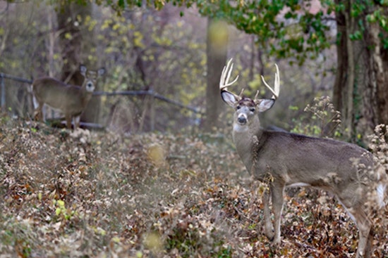 Ohio's Youth Deer Gun Season Sees Over 9,700 Harvested, Coshocton Leads County Count
